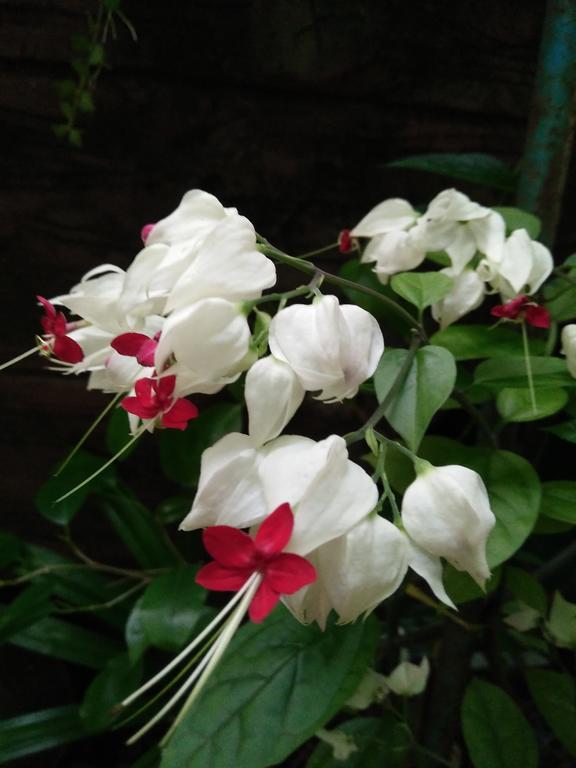 Phu Quoc An Guesthouse エクステリア 写真